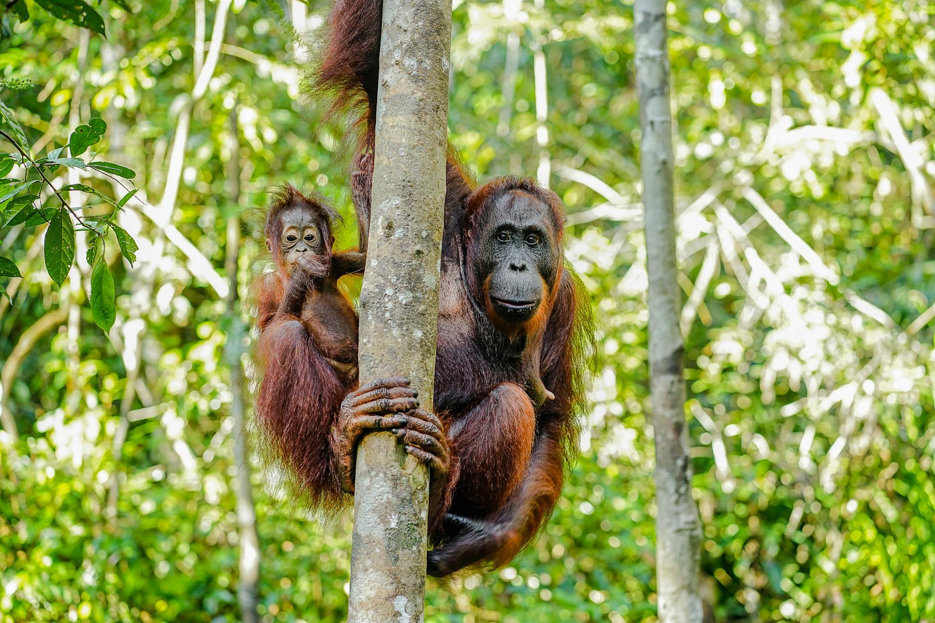 Samica orangutana z młodym w zielonej dżungli Borneo