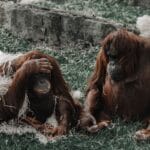 Dwa orangutany odpoczywające na trawie w lesie Borneo