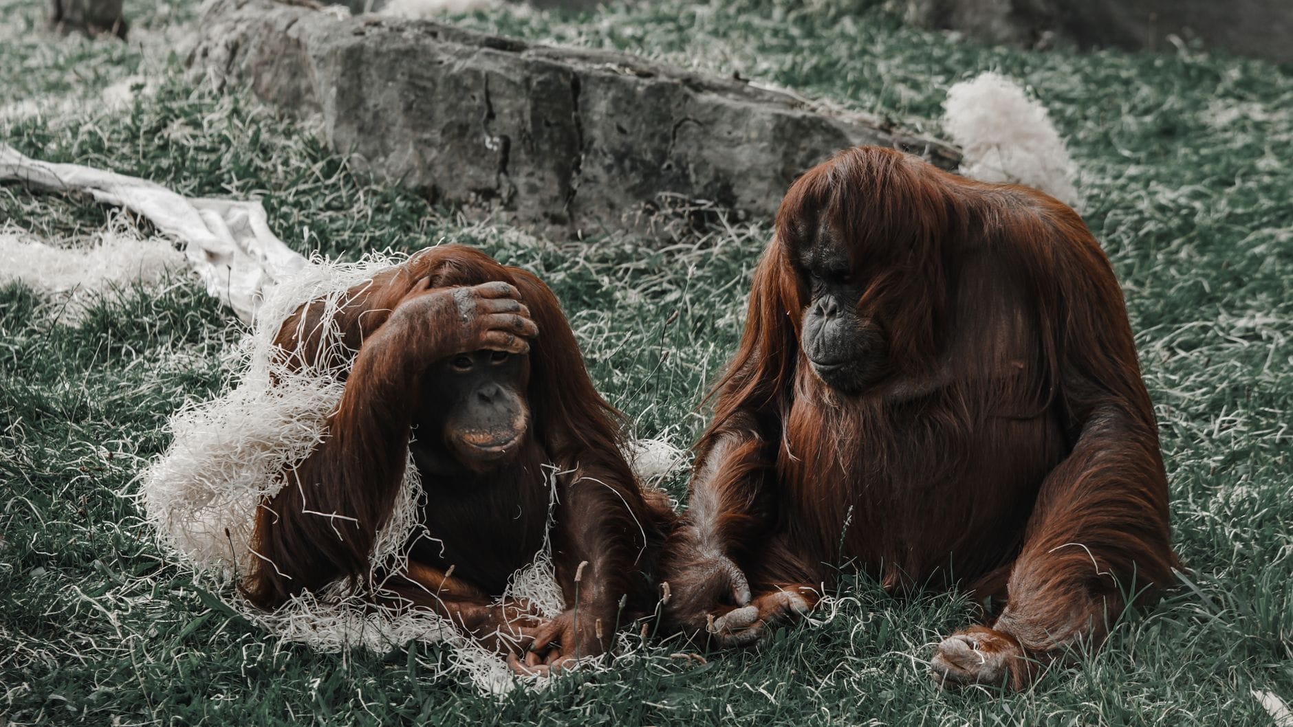 Dwa orangutany odpoczywające na trawie w lesie Borneo