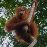 Dzikie orangutan wspinający się po drzewie w lesie deszczowym Borneo