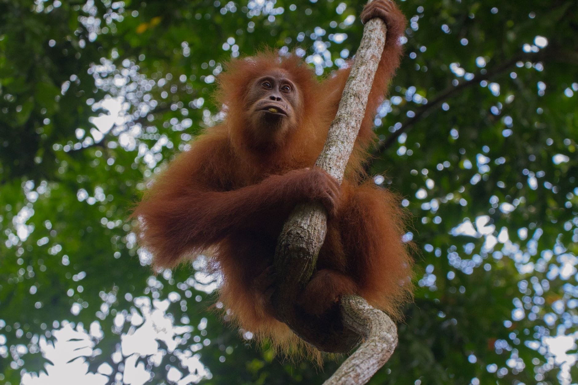 Dzikie orangutan wspinający się po drzewie w lesie deszczowym Borneo
