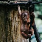 Młody orangutan wspinający się po linach w zielonym lesie Borneo