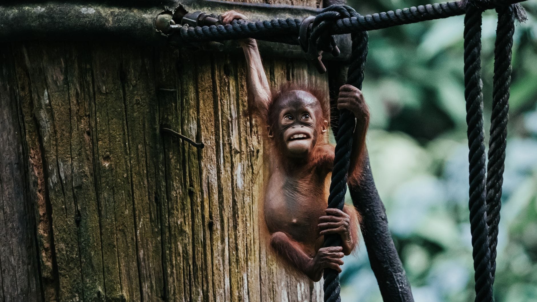 Jak zaplanować podróż po malezyjskim Borneo by zobaczyć orangutany i las mglisty Młody orangutan wspinający się po linach w zielonym lesie Borneo