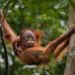 Młody orangutan zwisający z gałęzi w malezyjskiej dżungli