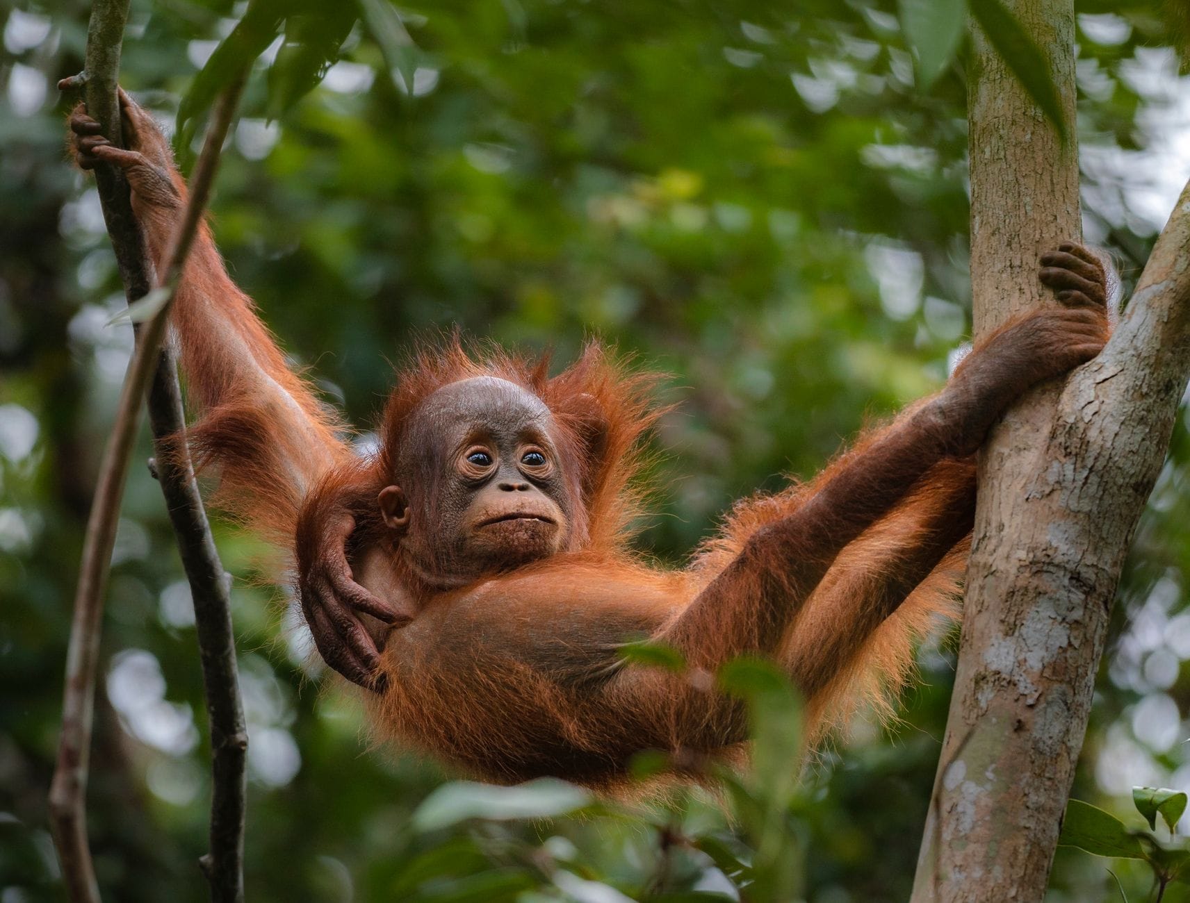 Młody orangutan zwisający z gałęzi w malezyjskiej dżungli